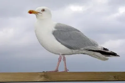 Herring Gull jigsaw puzzle