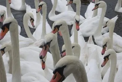 Regatta of Swans