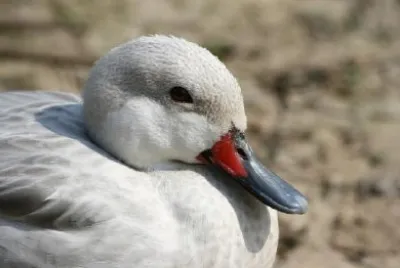 Silver Bahama Pintail jigsaw puzzle