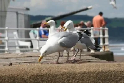 Seagull jigsaw puzzle
