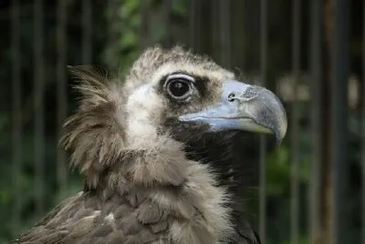 פאזל של עיט