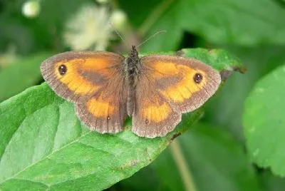 Meadow Brown Butterfly jigsaw puzzle