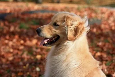 Golden Retriever jigsaw puzzle