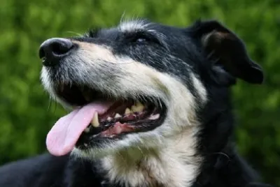 Flåsande hund