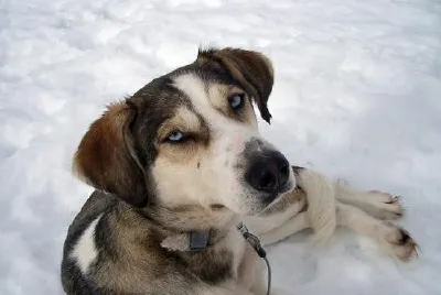 Husky Dog jigsaw puzzle