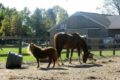 Horse Farm jigsaw puzzle