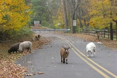 Farm Animals jigsaw puzzle