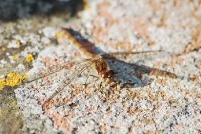 Dragonfly jigsaw puzzle