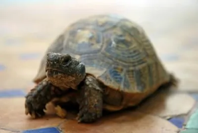 Turtle jigsaw puzzle