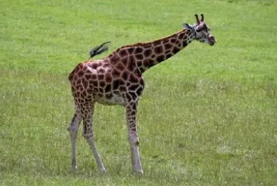 Giraffe jigsaw puzzle