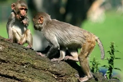 Scimmie Rhesus