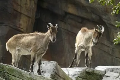 Capricorn jigsaw puzzle