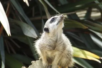 Meerkat jigsaw puzzle