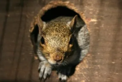 Squirrel jigsaw puzzle