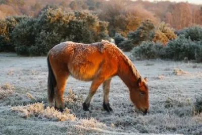 Frosty Pony jigsaw puzzle