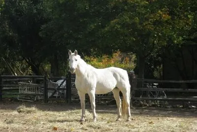 Cavallo bianco