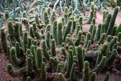 Cactus Garden, Marrakech, Marocko