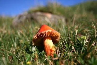 un Toadstool