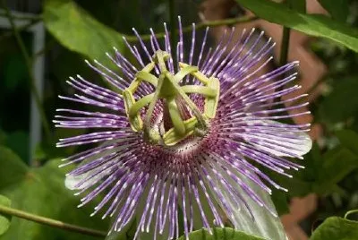 Exotisk blomma