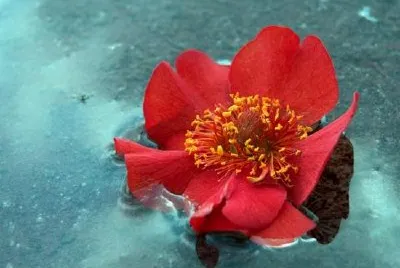Flytande Geum, Avens