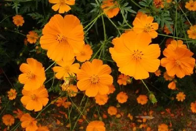 Orange blomma