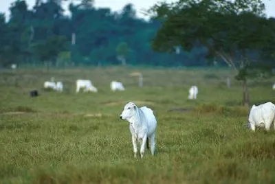 beef cattle jigsaw puzzle