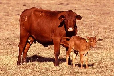 Cattle jigsaw puzzle