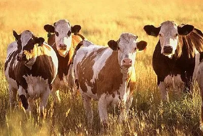 Cattle jigsaw puzzle