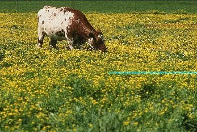 Cattle feed jigsaw puzzle