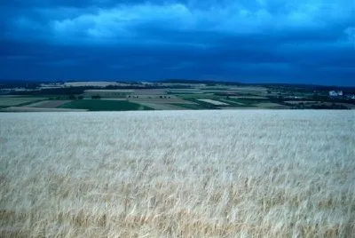 Cornfield, Hausen, Tyskland