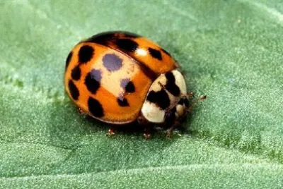 Lo scarabeo multicolore asiatico della signora