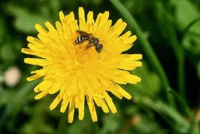 Sweat bees jigsaw puzzle