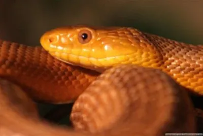 a Snake jigsaw puzzle