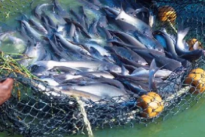 Catfish jigsaw puzzle