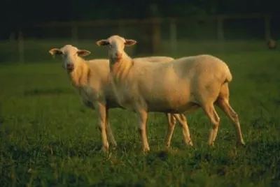 St. Croix hair sheep jigsaw puzzle