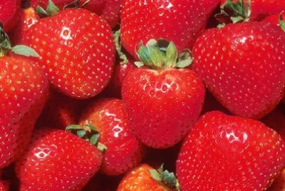 Fresas