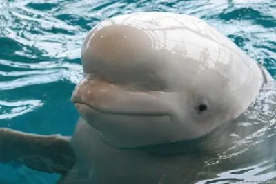 Beluga jigsaw puzzle