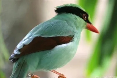 an Exotic bird jigsaw puzzle