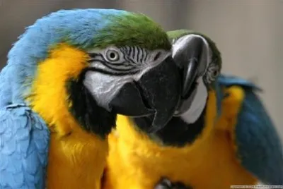 פאזל של תוכים