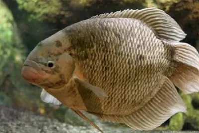 a Fish jigsaw puzzle