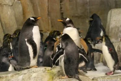 Penguins jigsaw puzzle