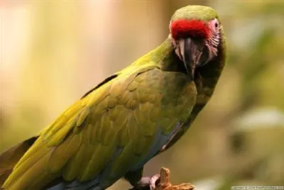 Parrot jigsaw puzzle