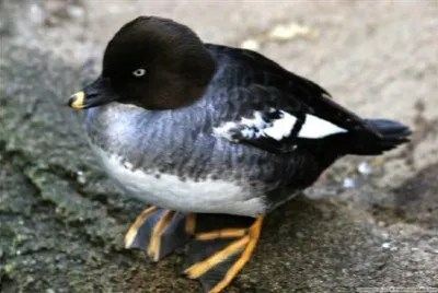 Mallard jigsaw puzzle