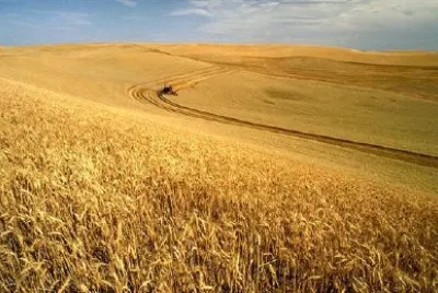 パルースでの小麦の収穫
