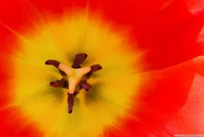 Tulpe