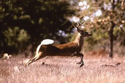 Veado de cauda branca