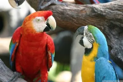 פאזל של תוּכִּי