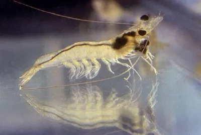 A young shrimp, Penaeus vannamei jigsaw puzzle