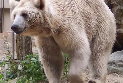 Yerevan Zoo, Ursus Arctus Syriacus in Armenia jigsaw puzzle