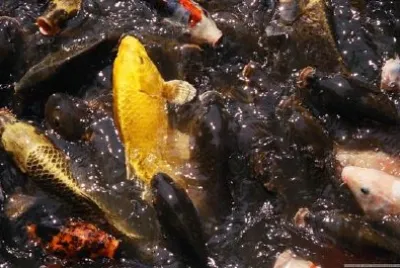 a Fish jigsaw puzzle